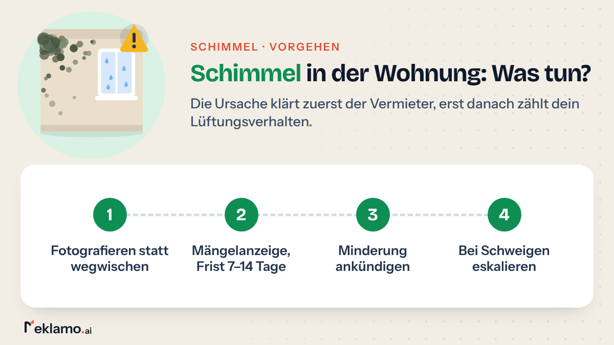 Infografik: Schimmel in der Wohnung, erst fotografieren, dann mit 7–14 Tagen Frist melden, Minderung ankündigen und bei Schweigen eskalieren